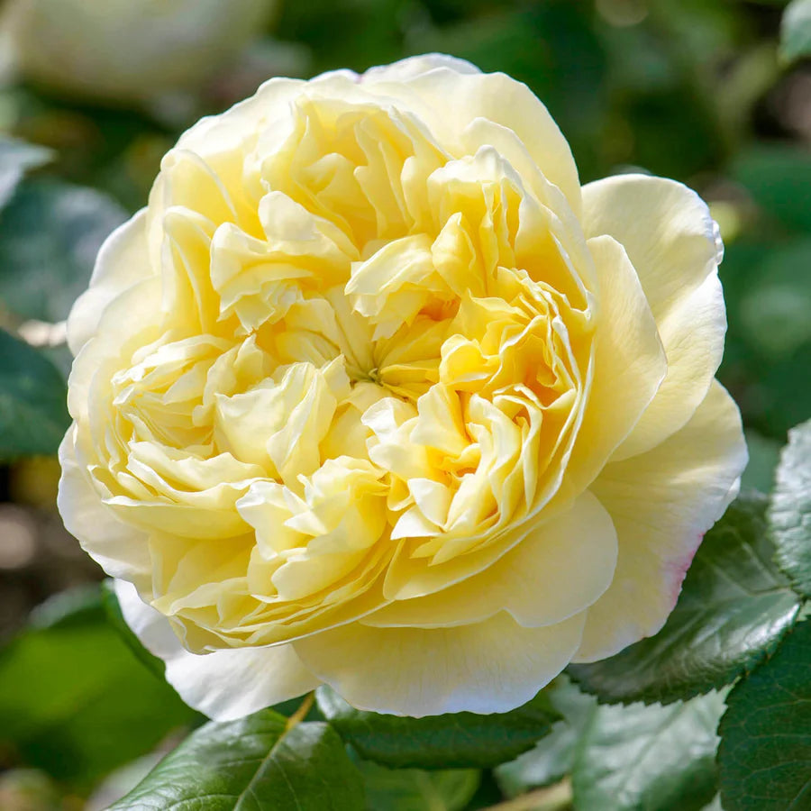 Charles Darwin® (AUSpeet) David Austin® Shrub Rose Brush Live Plant, 5 gallon