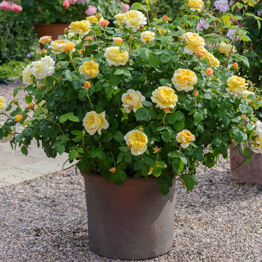 Charles Darwin® (AUSpeet) David Austin® Shrub Rose Brush Live Plant, 5 gallon