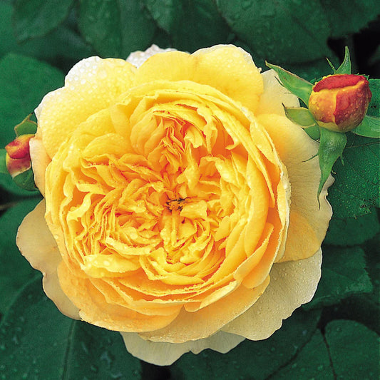 Charles Darwin® (AUSpeet) David Austin® Shrub Rose Brush Live Plant, 5 gallon