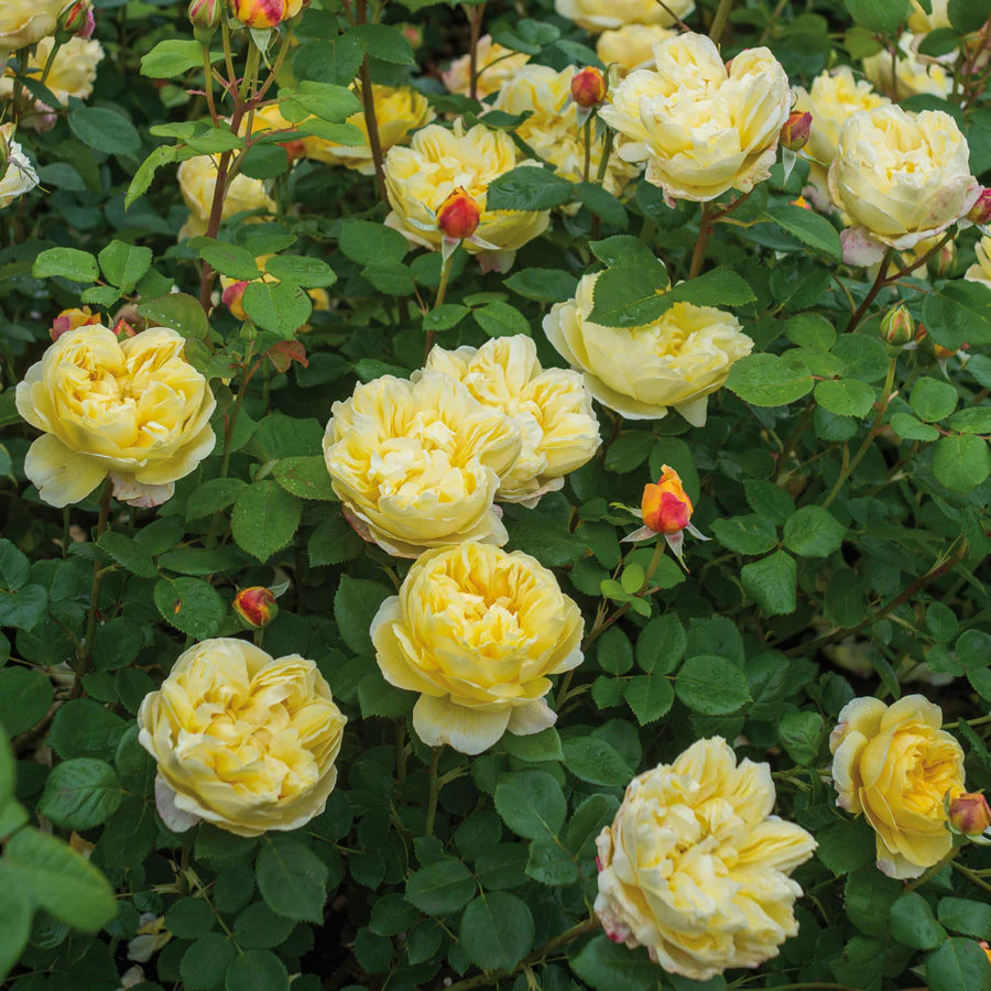 Charles Darwin® (AUSpeet) David Austin® Shrub Rose Brush Live Plant, 5 gallon