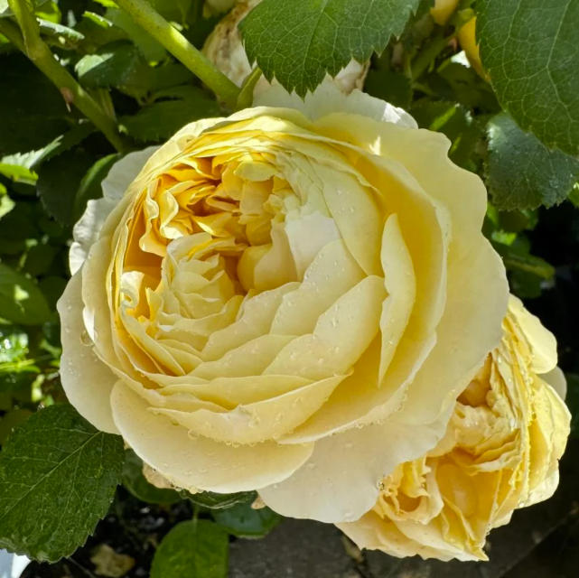 Charles Darwin® (AUSpeet) David Austin® Shrub Rose Brush Live Plant, 5 gallon