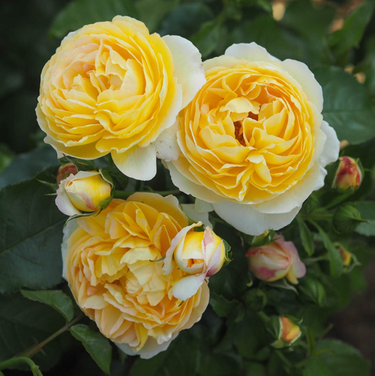 Charlotte®  (Auswest) David Austin® Shrub Rose Brush Live Plant, 5 gallon