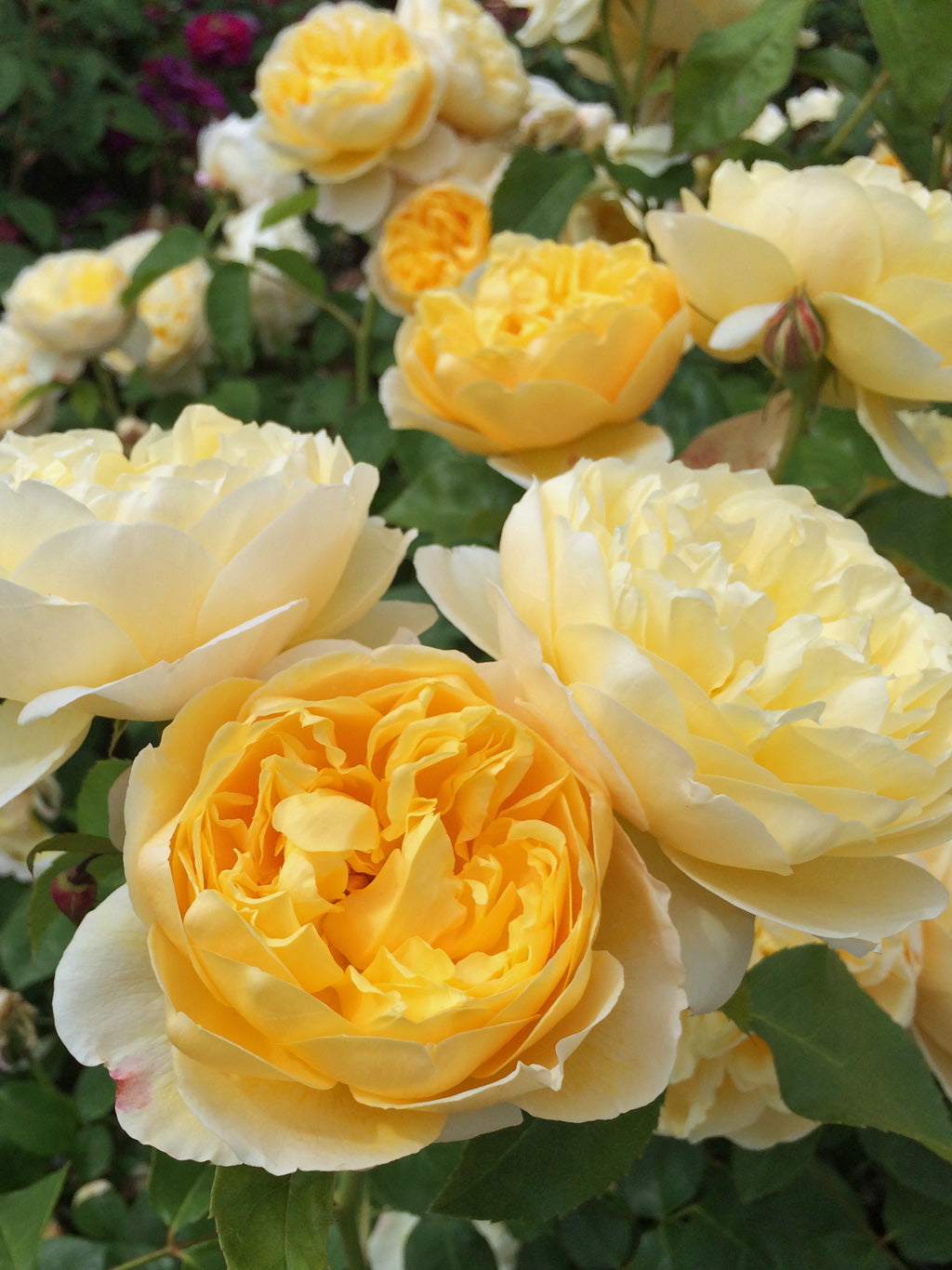 Charlotte®  (Auswest) David Austin® Shrub Rose Brush Live Plant, 5 gallon