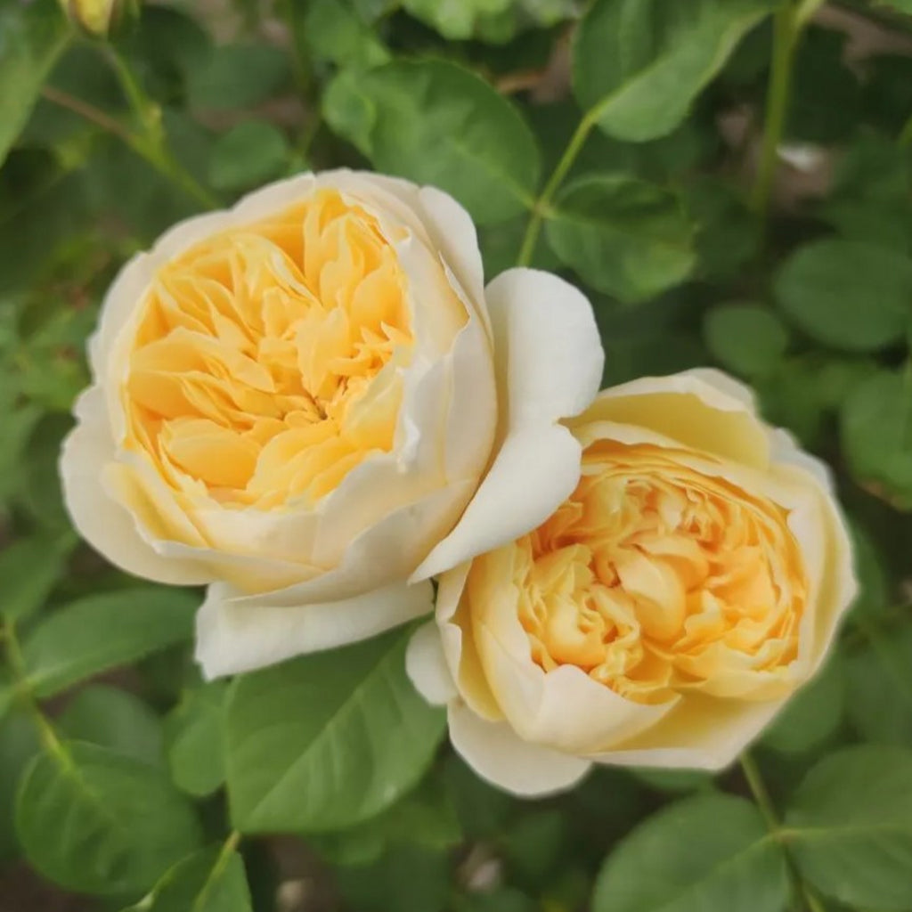 Charlotte®  (Auswest) David Austin® Shrub Rose Brush Live Plant, 5 gallon