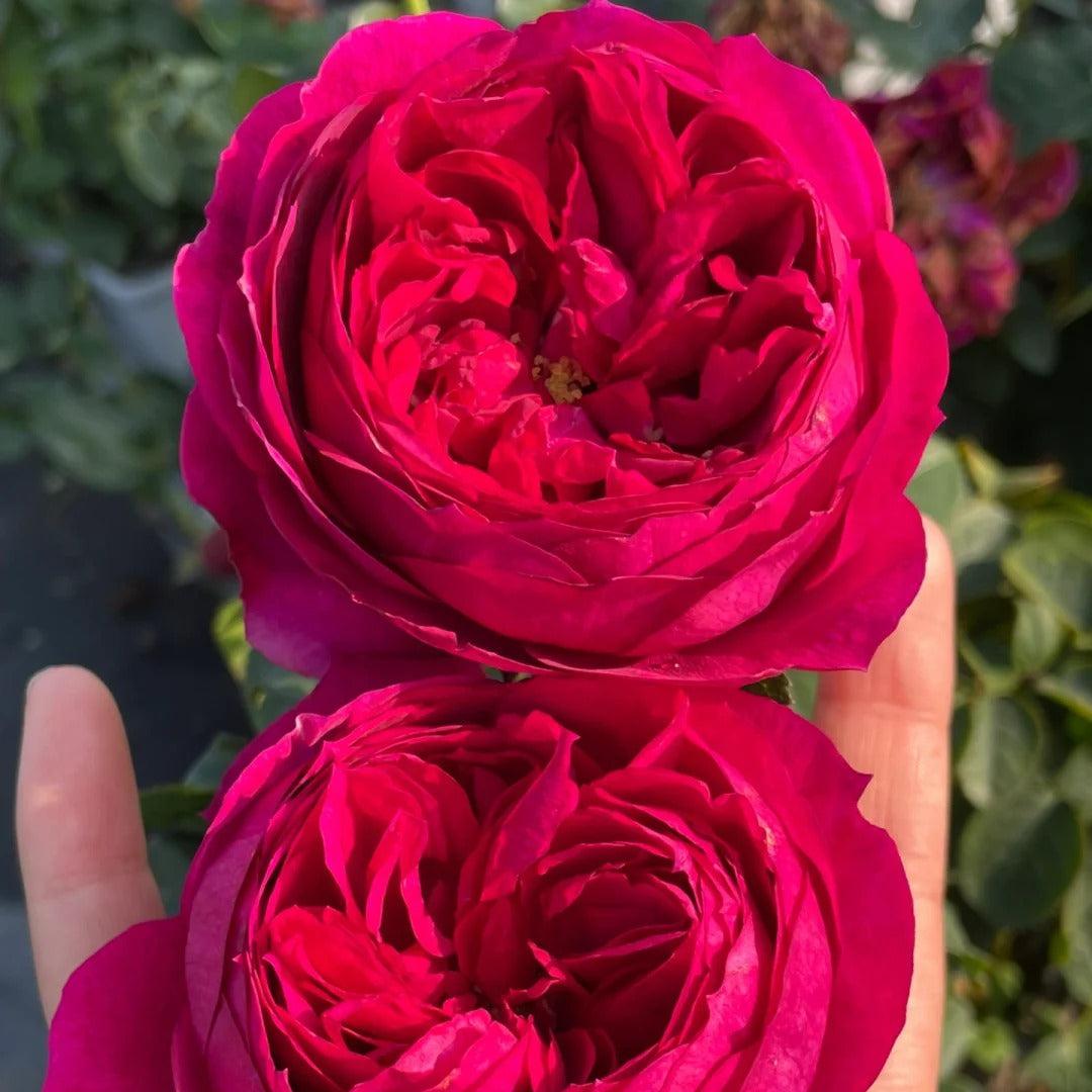 'Cixuan' Shrub Rose