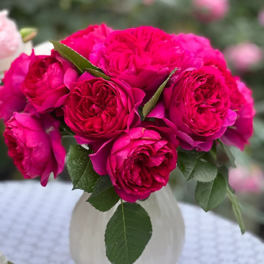 'Cixuan' Shrub Rose