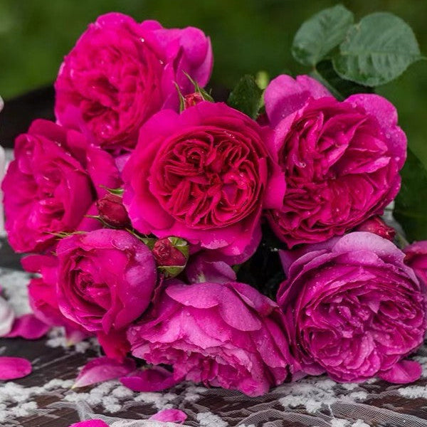 'Cixuan' Shrub Rose