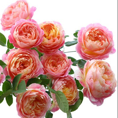 'Claude Monet' Shrub Rose