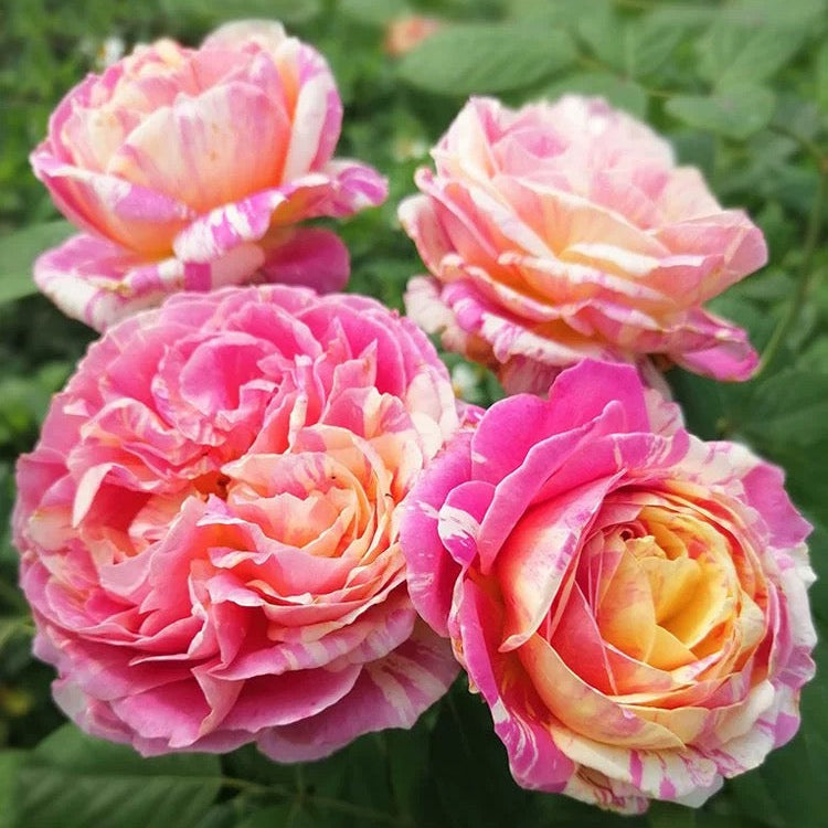 'Claude Monet' Shrub Rose