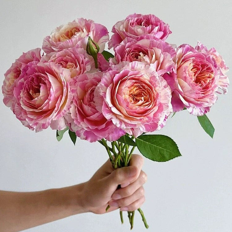 'Claude Monet' Shrub Rose