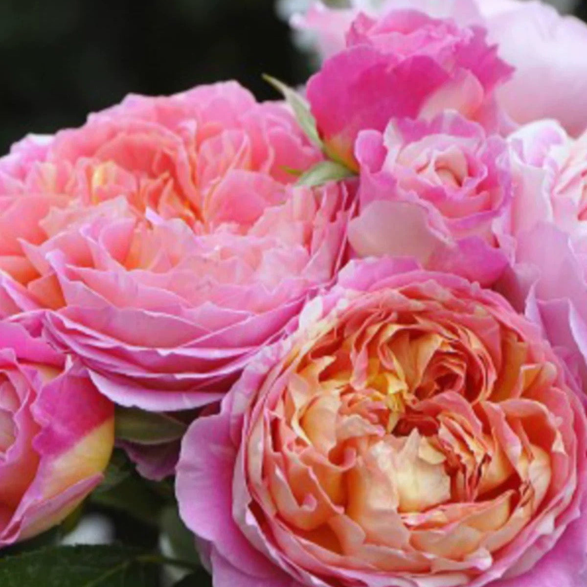 'Claude Monet' Shrub Rose