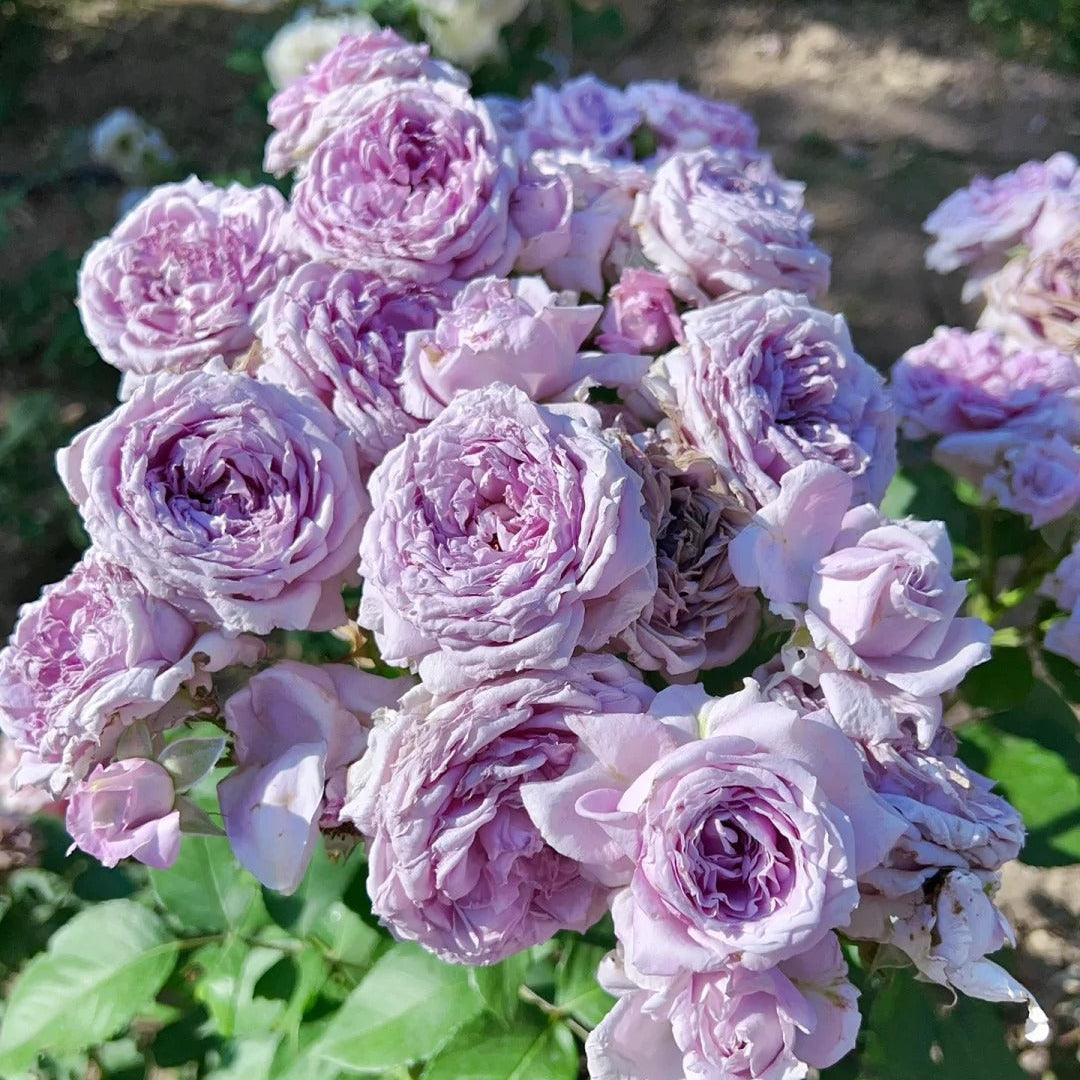 'Colin Craven' Shrub Rose