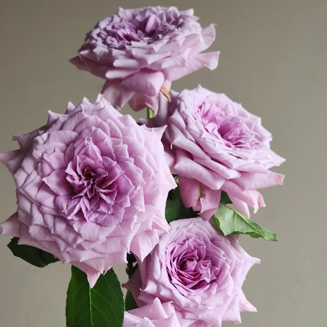 'Colin Craven' Shrub Rose