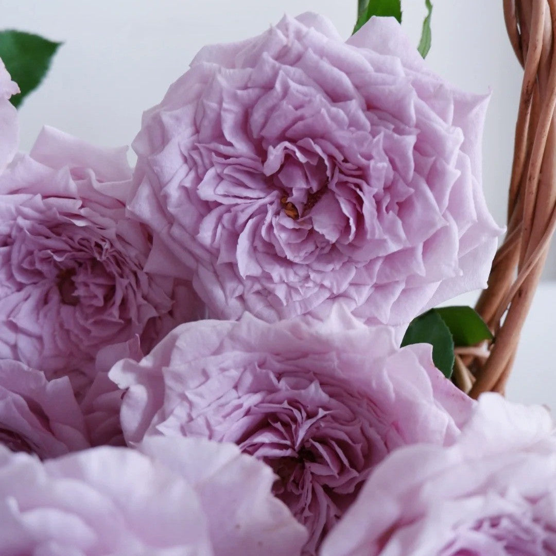 'Colin Craven' Shrub Rose