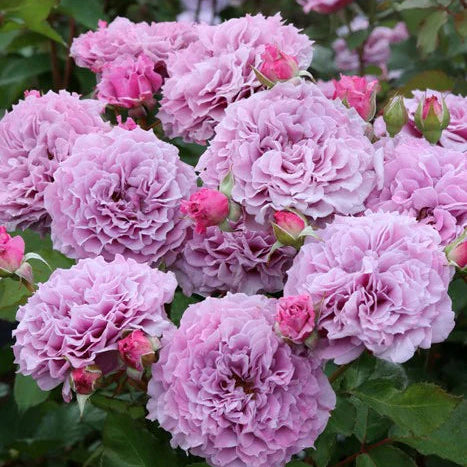 'Colin Craven' Shrub Rose