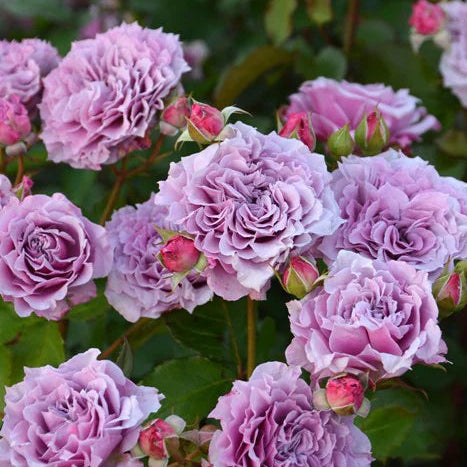 'Colin Craven' Shrub Rose