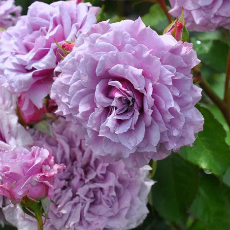 'Colin Craven' Shrub Rose