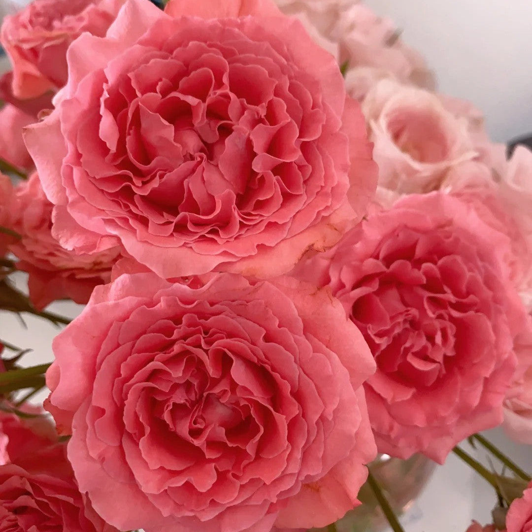 'Corail Gelee' Shrub Rose