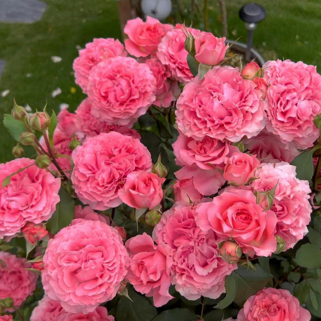 'Corail Gelee' Shrub Rose