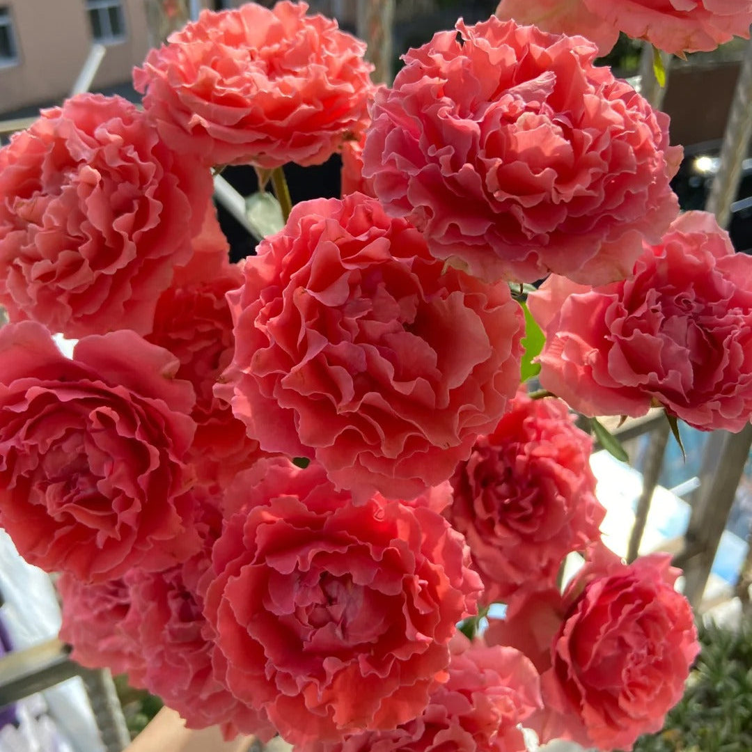 'Corail Gelee' Shrub Rose