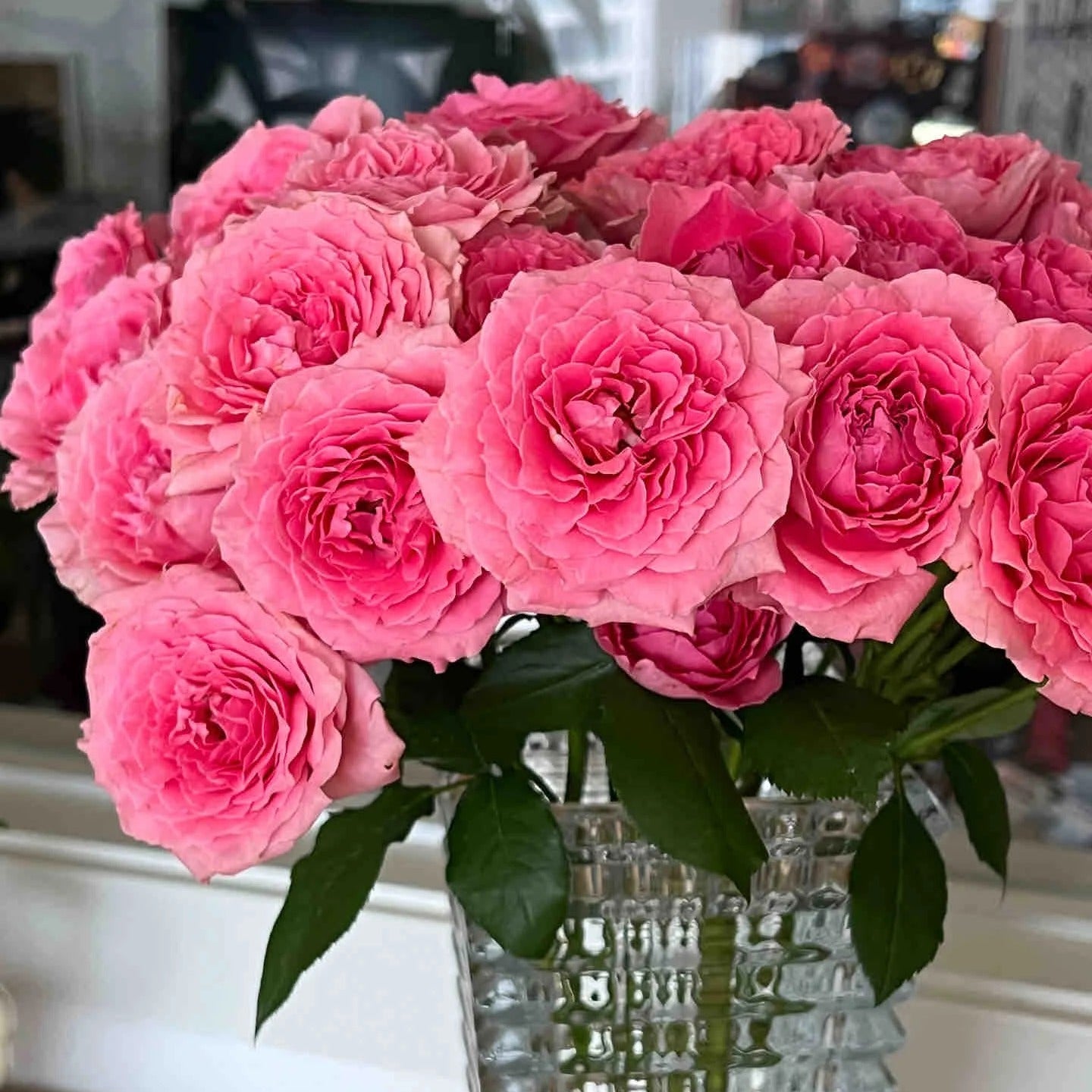 'Corail Gelee' Shrub Rose