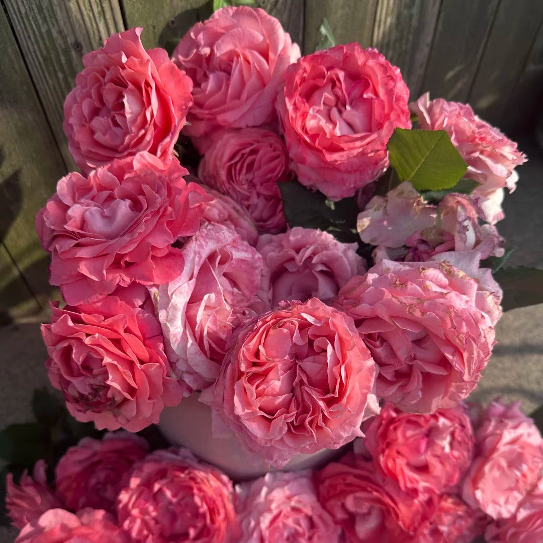 'Corail Gelee' Shrub Rose