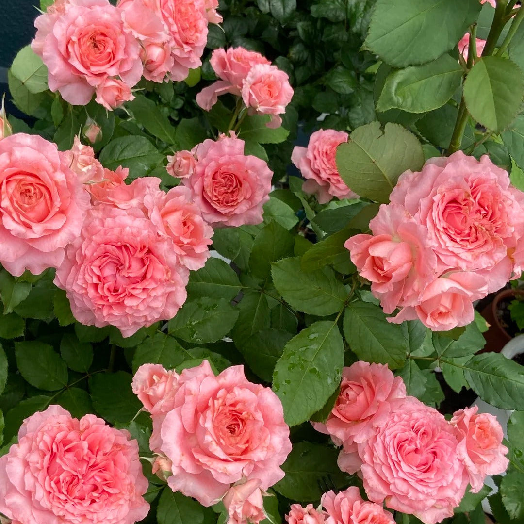 'Corail Gelee' Shrub Rose