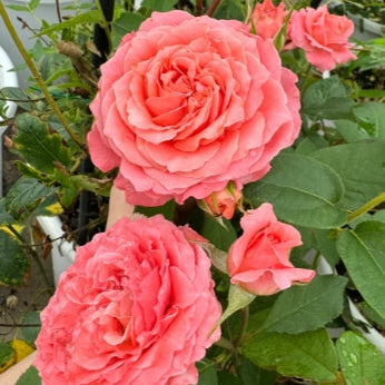 'Corail Gelee' Shrub Rose
