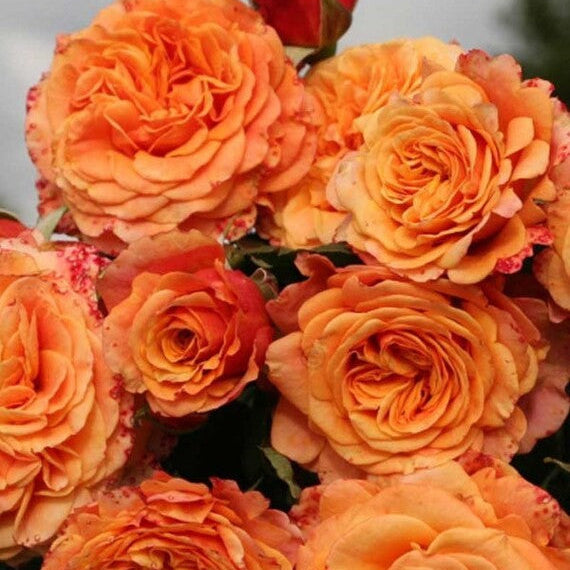 Crazy Love™ Sunbelt® Shrub Rose Brush Live Plant, 5 gallon