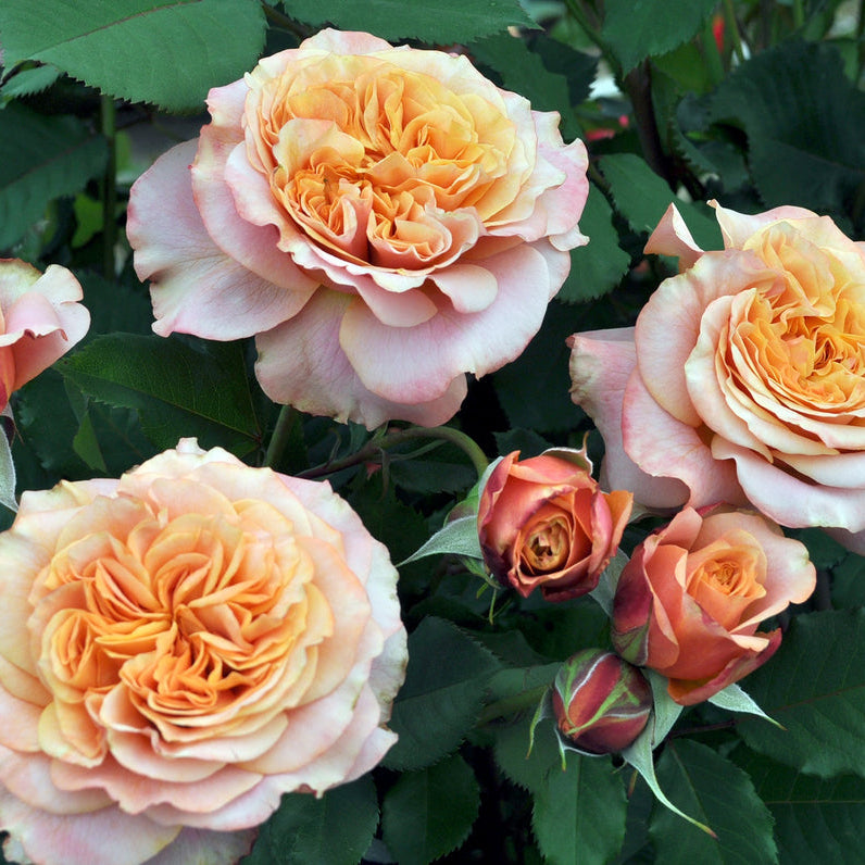 Crazy Love™ Sunbelt® Shrub Rose Brush Live Plant, 5 gallon