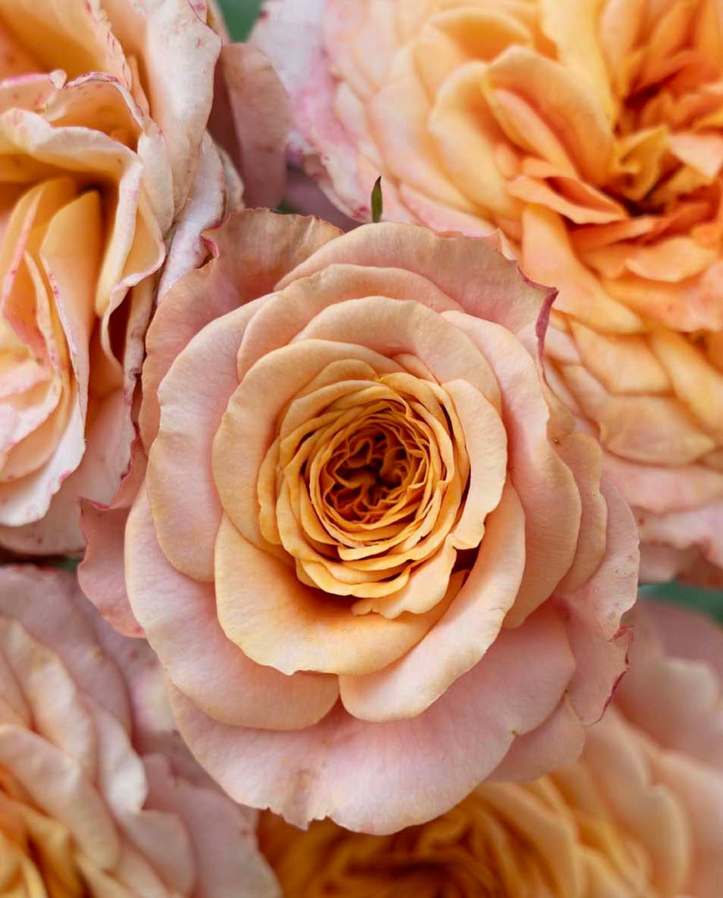 Crazy Love™ Sunbelt® Shrub Rose Brush Live Plant, 5 gallon