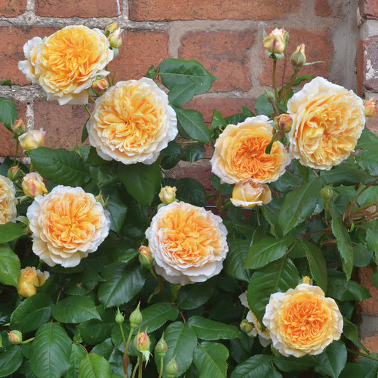 Crown Princess Margareta® (AUSwinter) David Austin® Climbing Rose Brush Live Plant, 5 gallon
