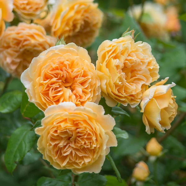 Crown Princess Margareta® (AUSwinter) David Austin® Climbing Rose Brush Live Plant, 5 gallon