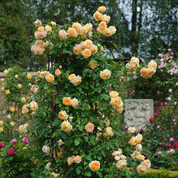 Crown Princess Margareta® (AUSwinter) David Austin® Climbing Rose Brush Live Plant, 5 gallon