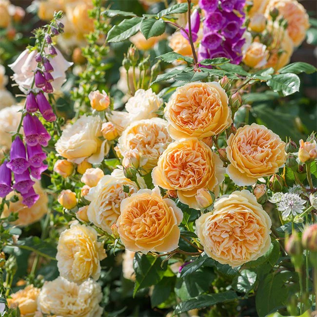Crown Princess Margareta® (AUSwinter) David Austin® Climbing Rose Brush Live Plant, 5 gallon