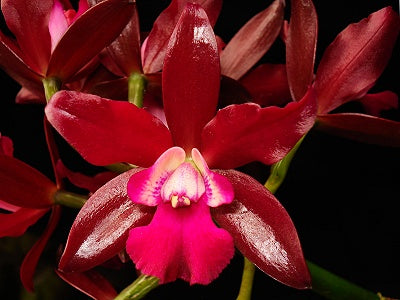 Ctt. Sagarik Wax 'African Beauty' --Fragrant Orchid