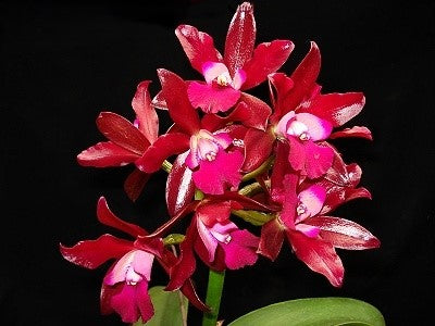 Ctt. Sagarik Wax 'African Beauty' --Fragrant Orchid