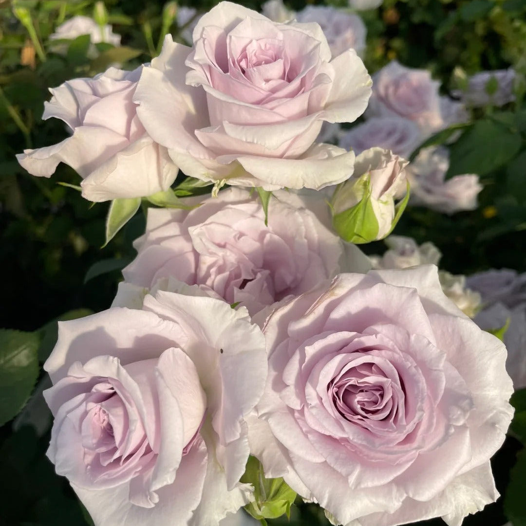 'Daizi' Shrub Rose