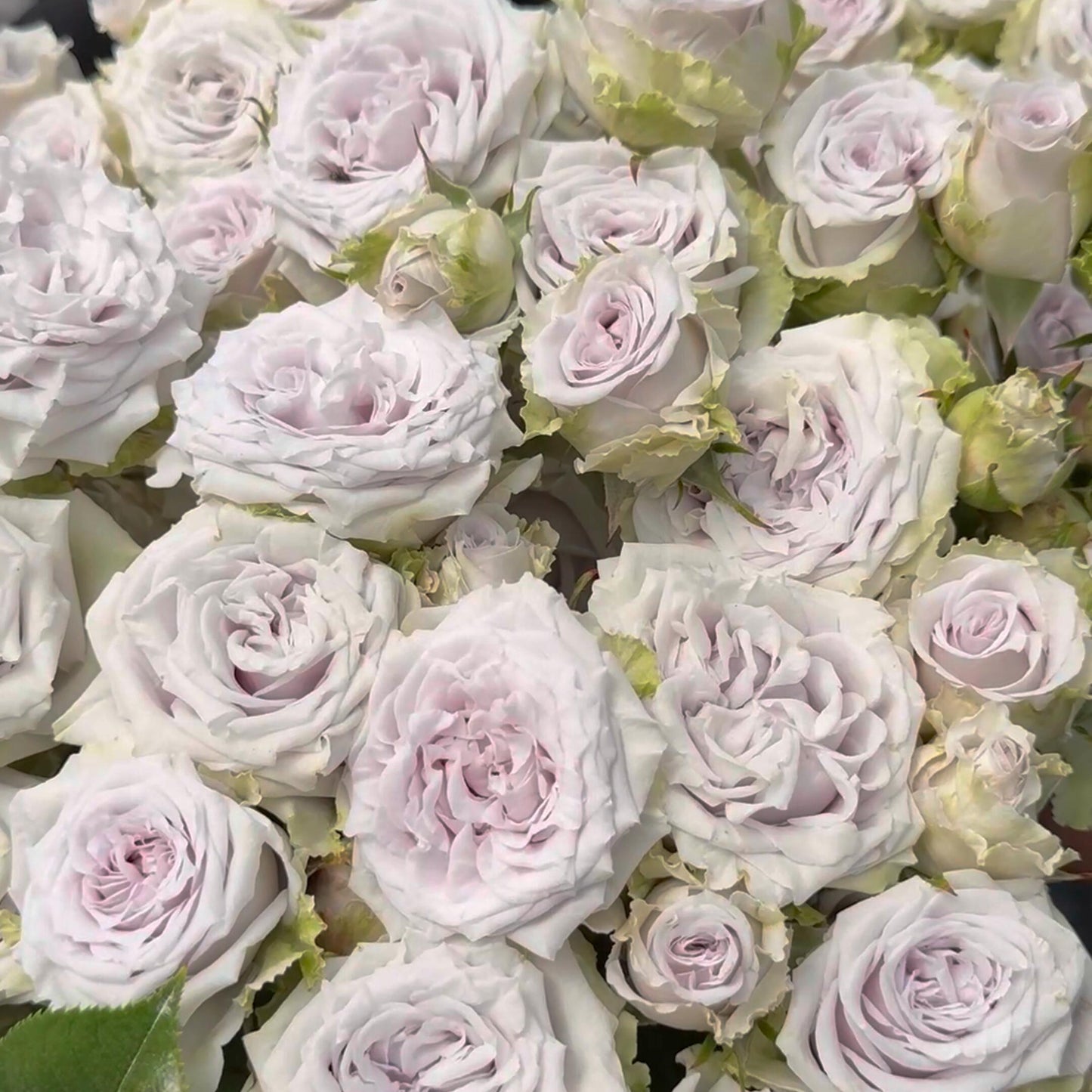 'Daizi' Shrub Rose