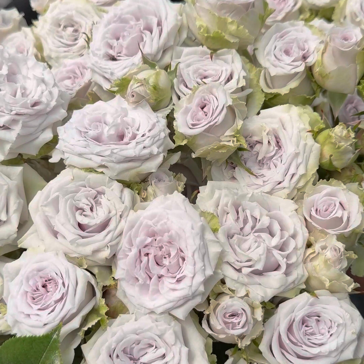 'Daizi' Shrub Rose