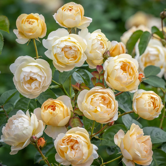 Dannahue® (Ausa6b15) David Austin® Shrub Rose Brush Live Plant, 5 gallon