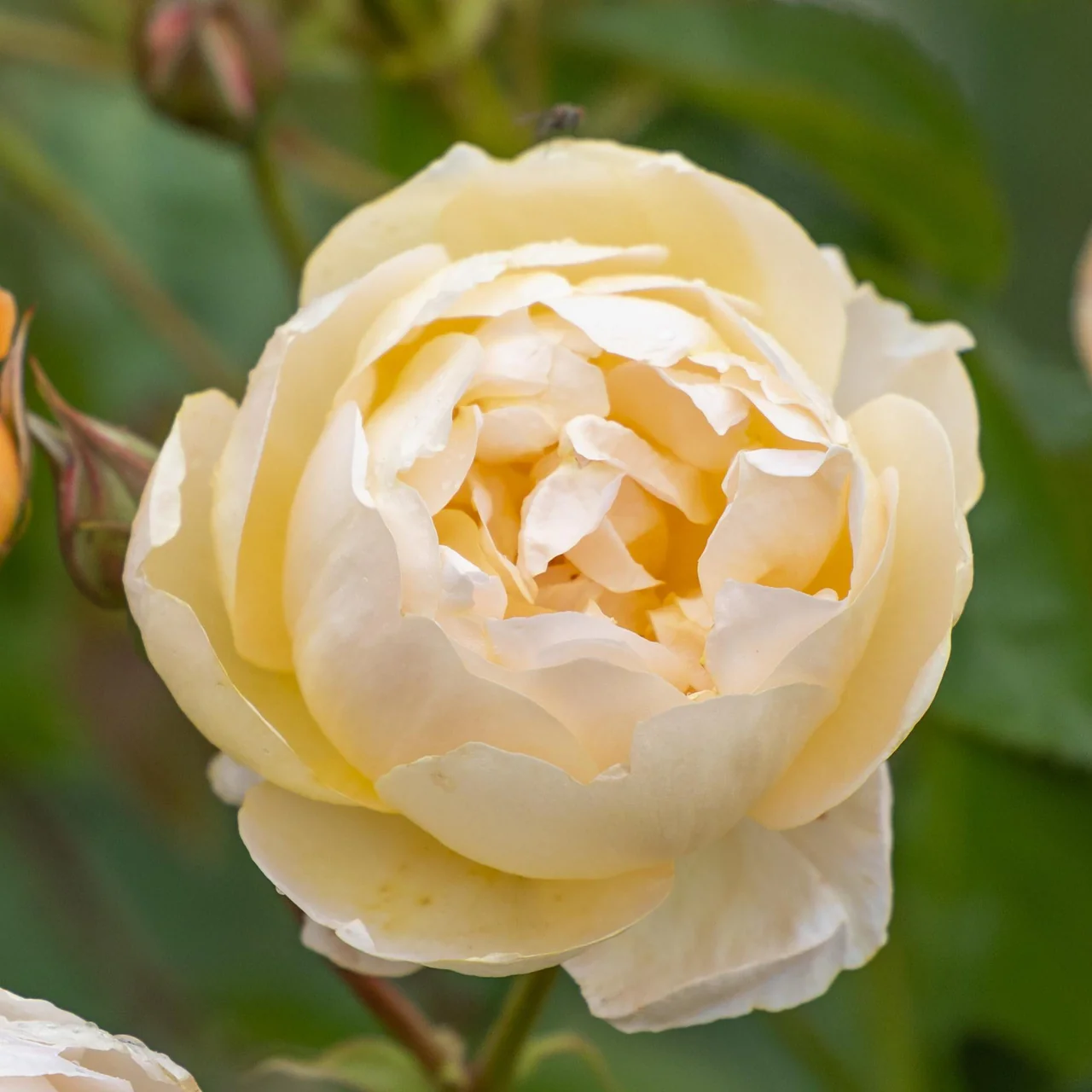 Dannahue® (Ausa6b15) David Austin® Shrub Rose Brush Live Plant, 5 gallon