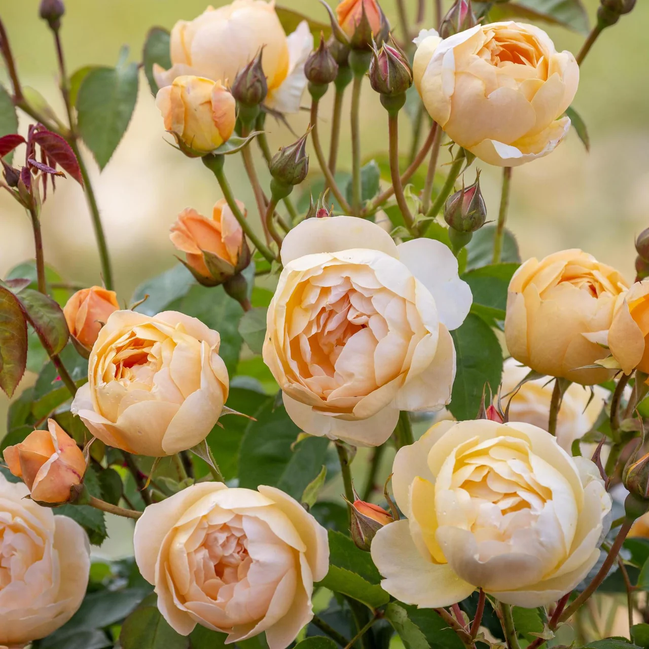 Dannahue® (Ausa6b15) David Austin® Shrub Rose Brush Live Plant, 5 gallon