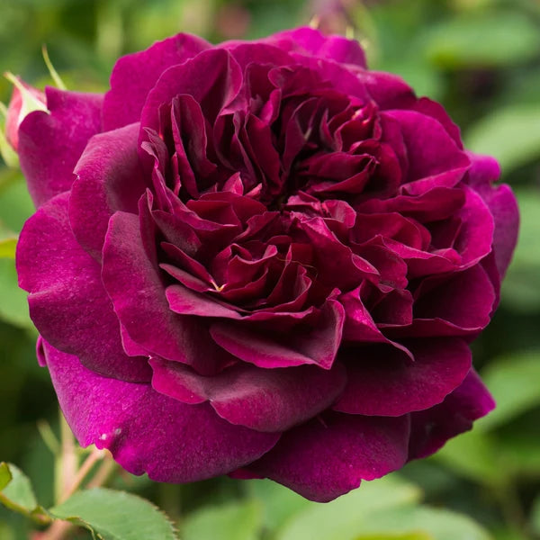 Darcey Bussell® (AUSdecorum) David Austin® Shrub Rose Brush Live Plant, 3-5 gallon