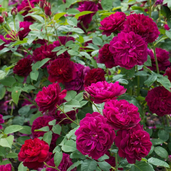 Darcey Bussell® (AUSdecorum) David Austin® Shrub Rose Brush Live Plant, 3-5 gallon