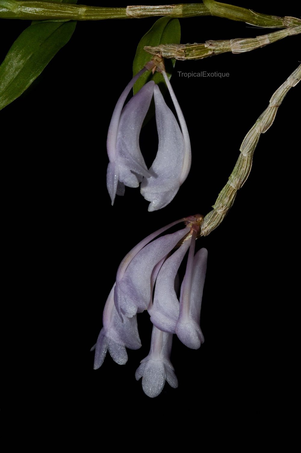 Dendrobium aphanochilum x dendrobium sp. Blue --Orchid