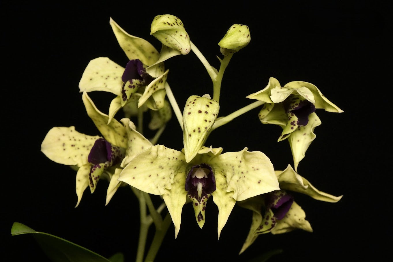 Dendrobium atroviolaceum --Fragrant Orchid