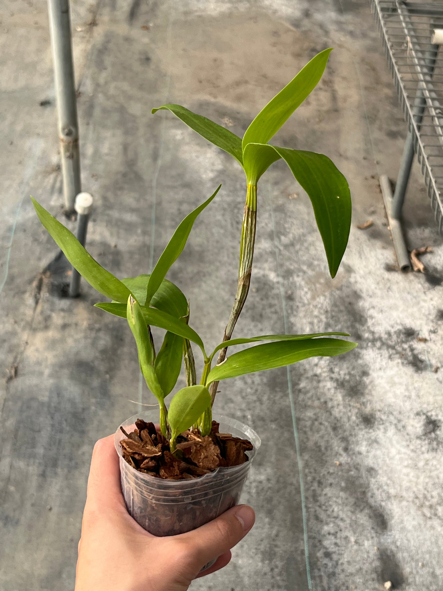 Dendrobium atroviolaceum --Fragrant Orchid