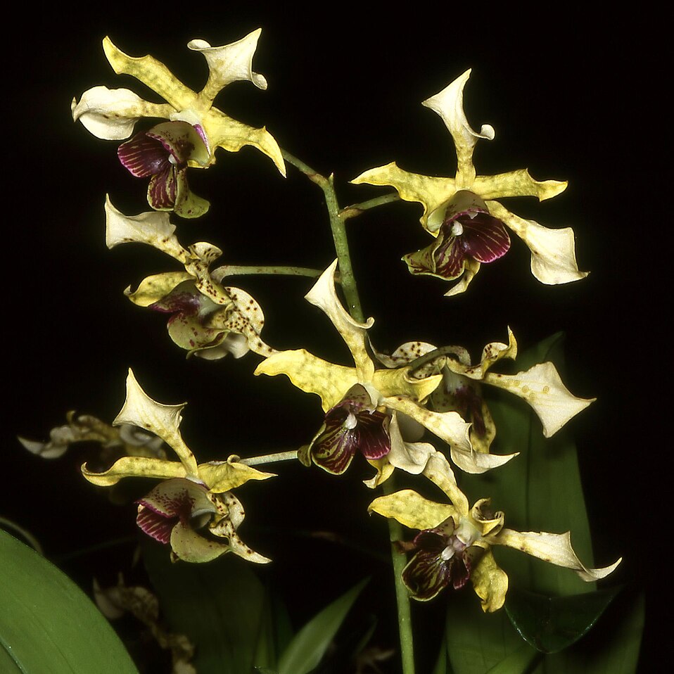 Dendrobium atroviolaceum --Fragrant Orchid