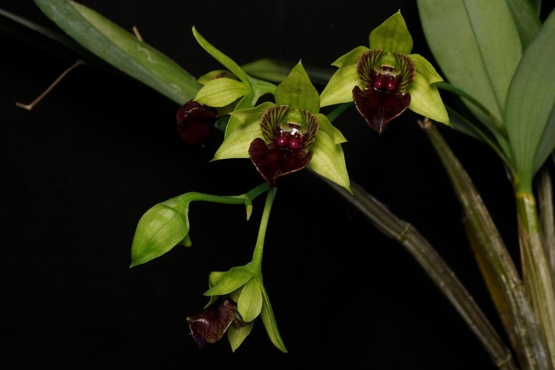 Dendrobium convolutum --Orchid